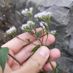 Fleischmannia pycnocephala