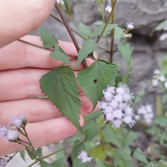 Fleischmannia pycnocephala