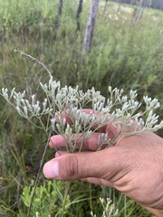 Eupatorium leucolepis