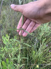 Eupatorium leucolepis