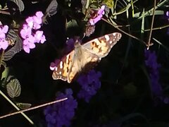 Vanessa cardui