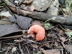 Lysurus periphragmoides