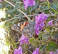 Vanessa cardui