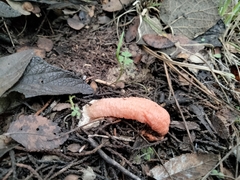 Lysurus periphragmoides