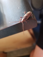 Brothylus gemmulatus