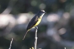 Myiozetetes granadensis