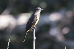 Myiozetetes granadensis