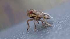 Issus coleoptratus