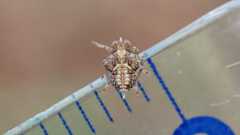 Issus coleoptratus