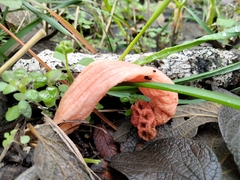 Lysurus periphragmoides