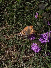 Vanessa cardui