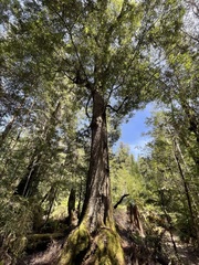 Nothofagus cunninghamii