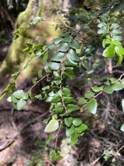 Nothofagus cunninghamii