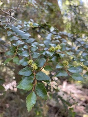 Nothofagus cunninghamii