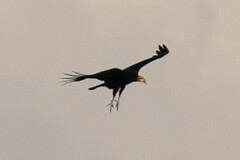 Cathartes melambrotus