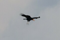 Cathartes melambrotus