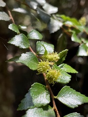 Nothofagus cunninghamii