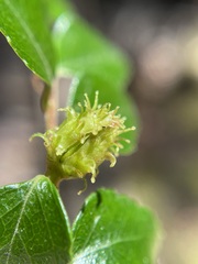 Nothofagus cunninghamii