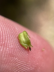 Nothofagus cunninghamii