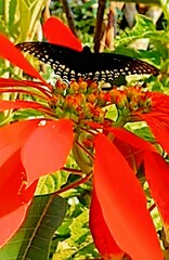 Papilio menatius victorinus