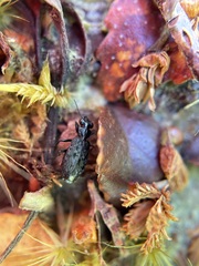 Scopodes