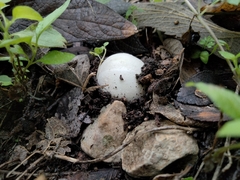 Lysurus periphragmoides