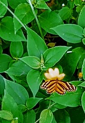 Eresia phillyra phillyra