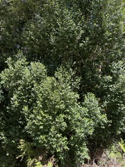 Atherosperma moschatum