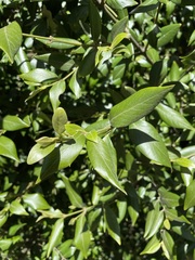 Atherosperma moschatum