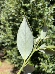 Atherosperma moschatum