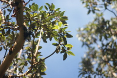 Arbutus