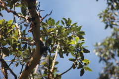 Arbutus
