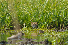 Gallinago nigripennis
