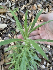 Pseudognaphalium californicum