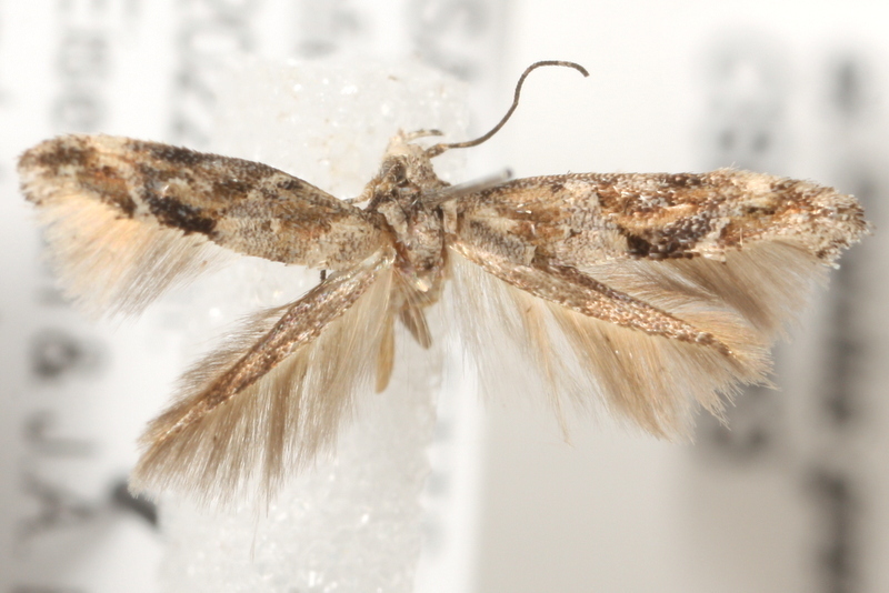 Mompha stellella