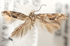 Mompha stellella