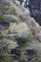 Pseudopentameris macrantha