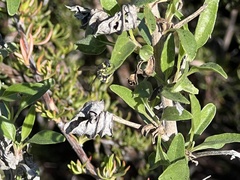 Parancistrocerus declivatus