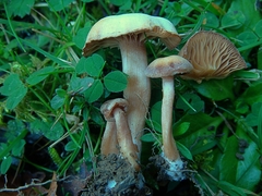 Agaricales