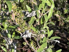 Parancistrocerus declivatus