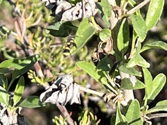 Parancistrocerus declivatus