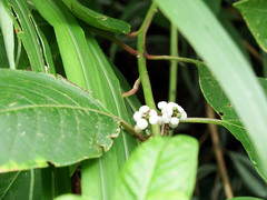 Deeringia polysperma