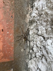 Schizocosa malitiosa