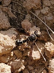 Eumenes