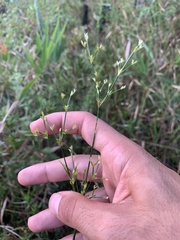 Juncus diffusissimus
