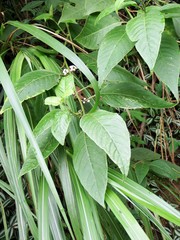 Deeringia polysperma