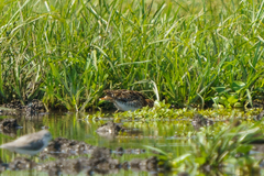 Gallinago nigripennis