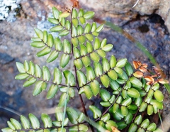 Pellaea pteroides