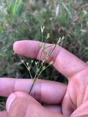 Juncus diffusissimus
