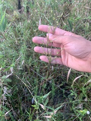 Juncus diffusissimus